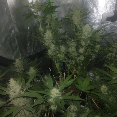 Gelato Auto #1 growlog timeline photo
