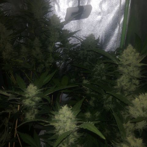 Gelato Auto #1 growlog timeline photo