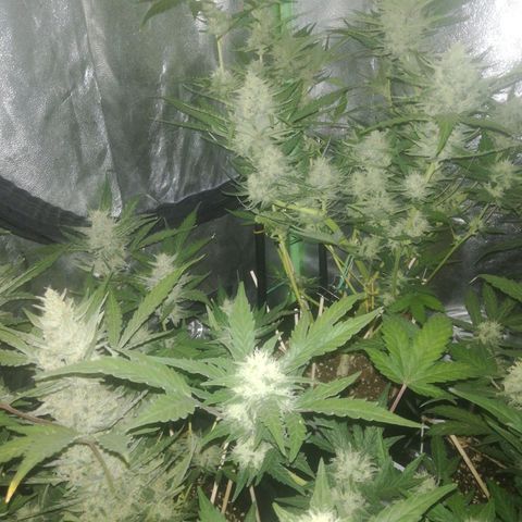 Gelato Auto #1 growlog timeline photo