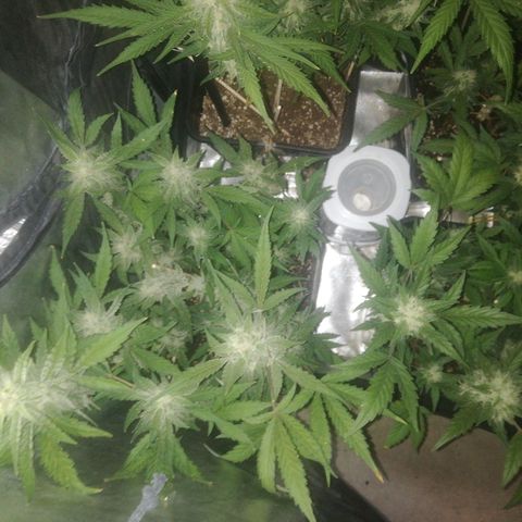 Gelato Auto #1 growlog timeline photo