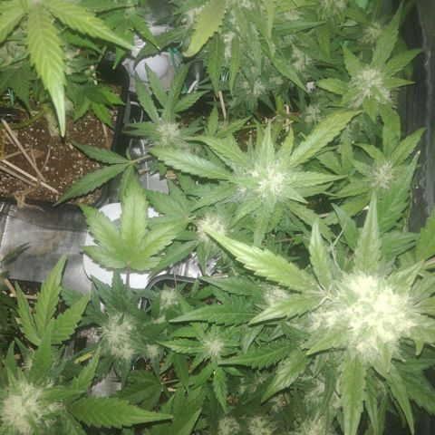 Gelato Auto #1 growlog timeline photo