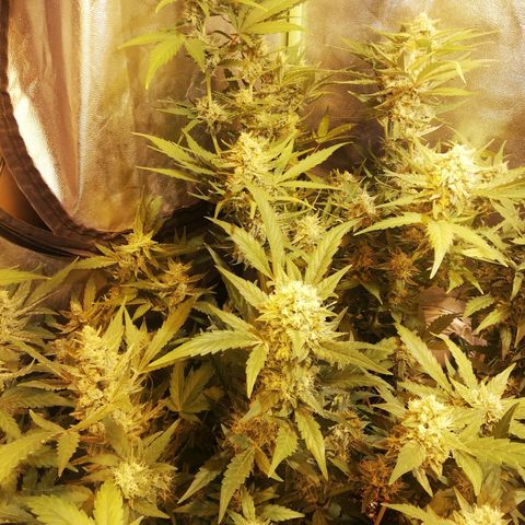 Gelato Auto #1 growlog timeline photo