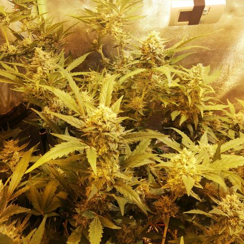 Gelato Auto #1 growlog timeline photo