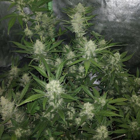 Gelato Auto #1 growlog timeline photo