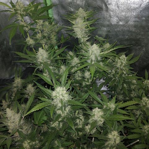 Gelato Auto #1 growlog timeline photo