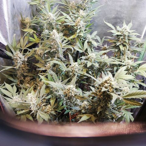 Gelato Auto #1 growlog timeline photo