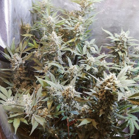 Gelato Auto #1 growlog timeline photo