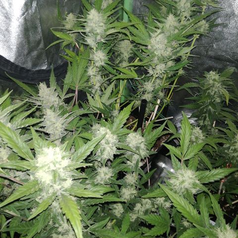 Gelato Auto #1 growlog timeline photo