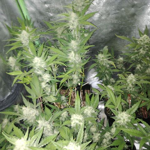 Gelato Auto #1 growlog timeline photo