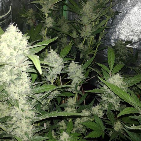 Gelato Auto #1 growlog timeline photo
