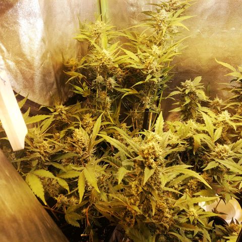 Gelato Auto #1 growlog timeline photo