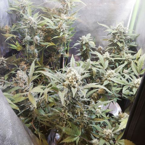 Gelato Auto #1 growlog timeline photo