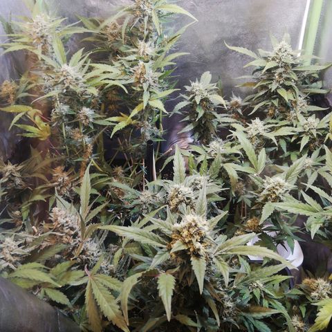 Gelato Auto #1 growlog timeline photo