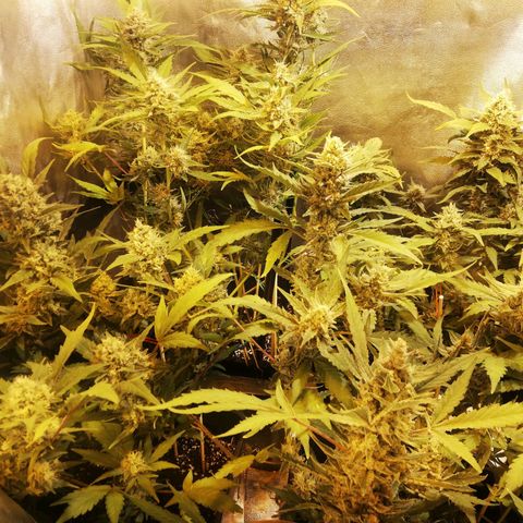 Gelato Auto #1 growlog timeline photo
