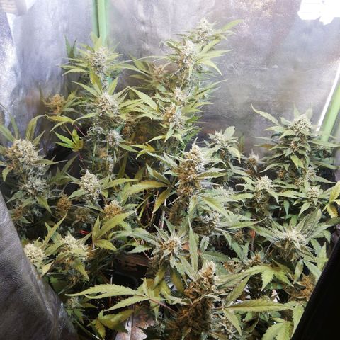 Gelato Auto #1 growlog timeline photo