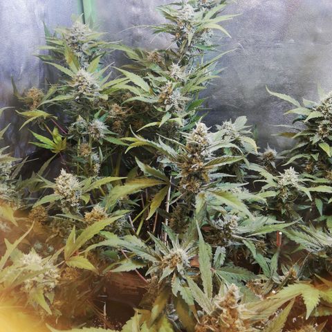 Gelato Auto #1 growlog timeline photo