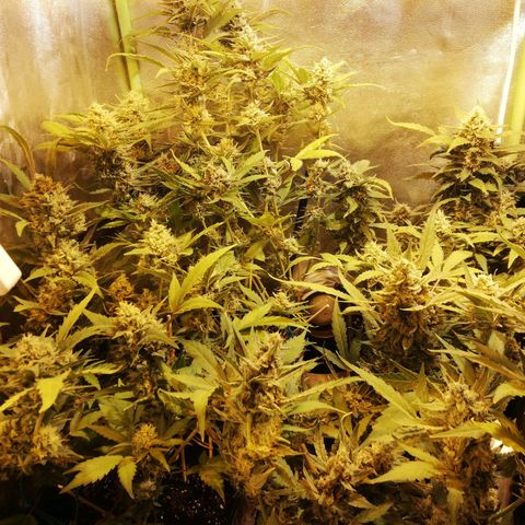 Gelato Auto #1 growlog timeline photo
