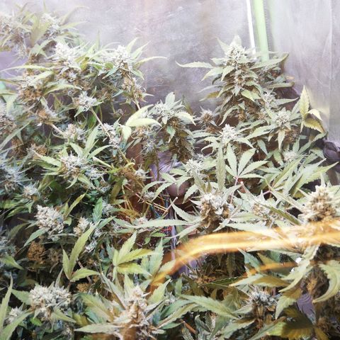 Gelato Auto #1 growlog timeline photo