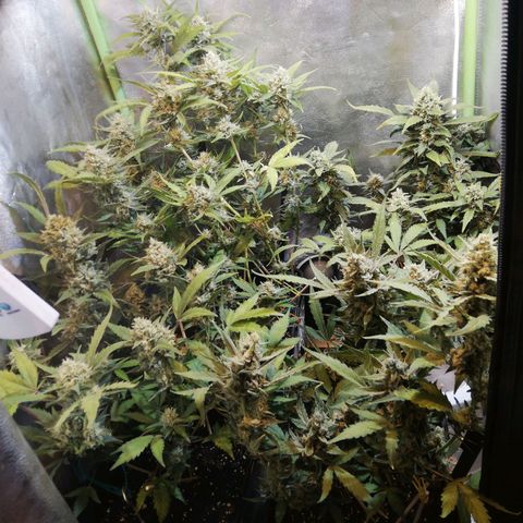 Gelato Auto #1 growlog timeline photo