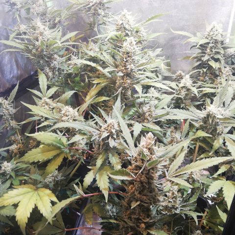 Gelato Auto #1 growlog timeline photo