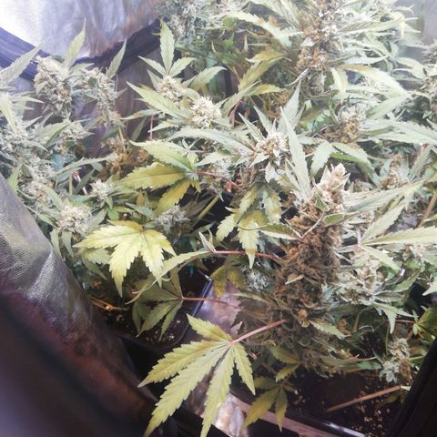 Gelato Auto #1 growlog timeline photo