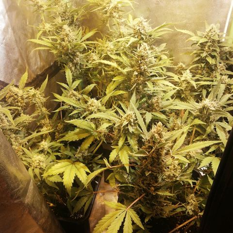 Gelato Auto #1 growlog timeline photo