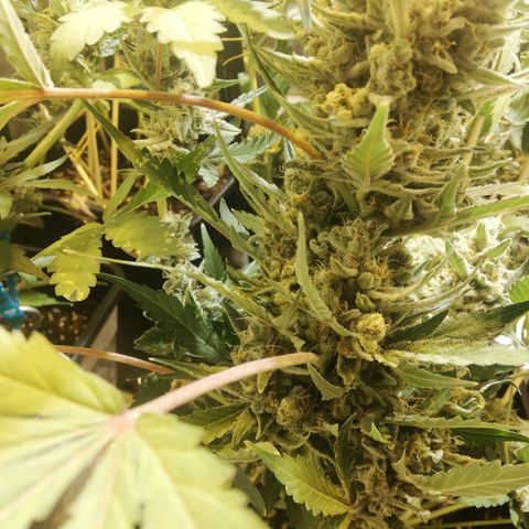 Gelato Auto #1 growlog timeline photo