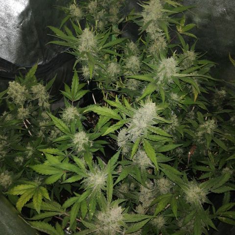 Gelato Auto #1 growlog timeline photo