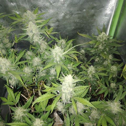Gelato Auto #1 growlog timeline photo