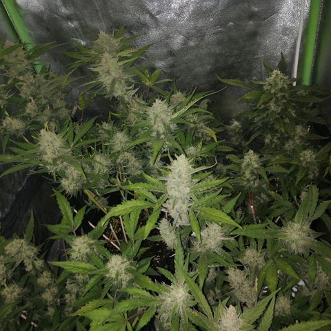 Gelato Auto #1 growlog timeline photo