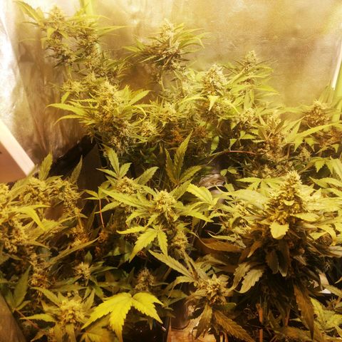 Gelato Auto #1 growlog timeline photo