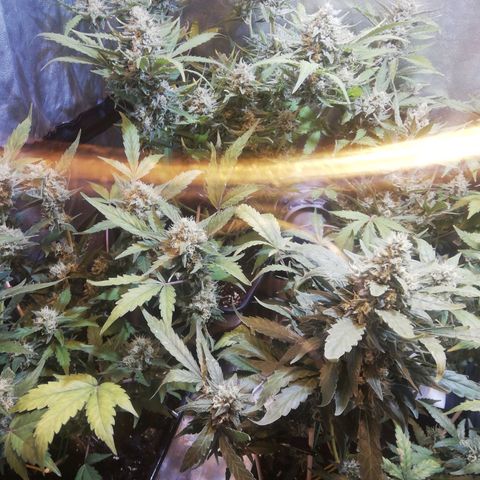 Gelato Auto #1 growlog timeline photo