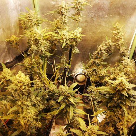 Gelato Auto #1 growlog timeline photo