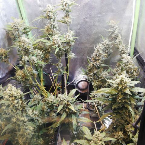 Gelato Auto #1 growlog timeline photo
