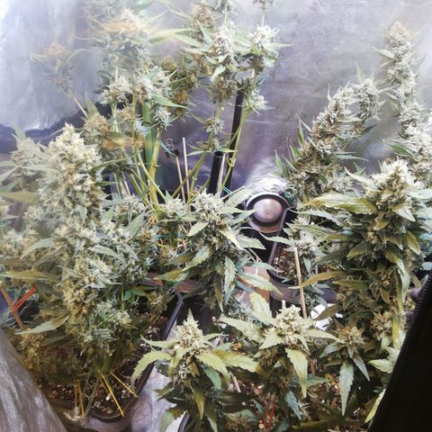 Gelato Auto #1 growlog timeline photo