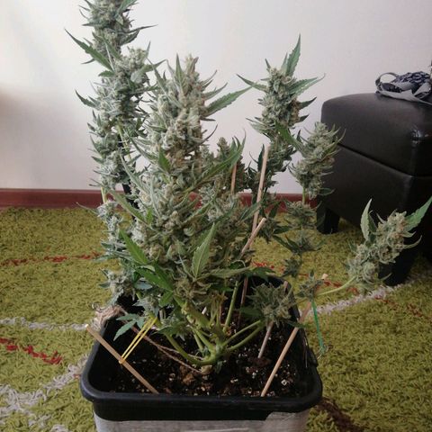Gelato Auto #1 growlog timeline photo