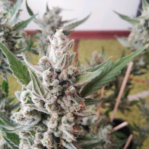 Gelato Auto #1 growlog timeline photo