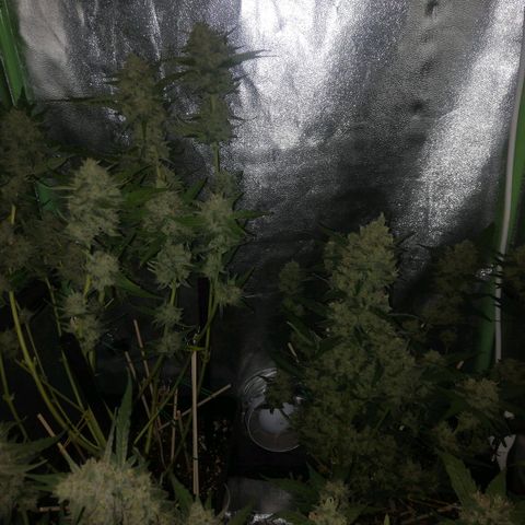 Gelato Auto #1 growlog timeline photo