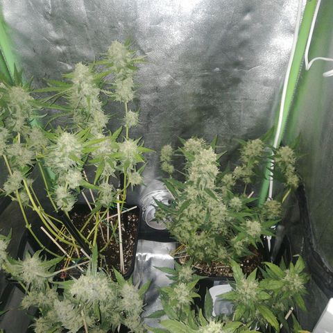 Gelato Auto #1 growlog timeline photo