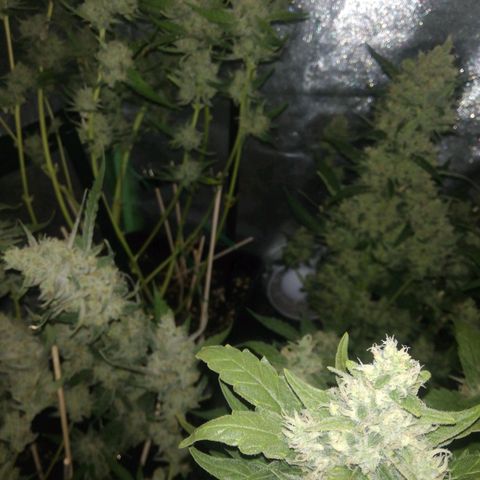 Gelato Auto #1 growlog timeline photo