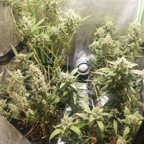 Gelato Auto #1 growlog timeline photo