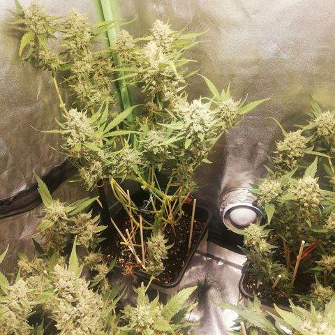 Gelato Auto #1 growlog timeline photo