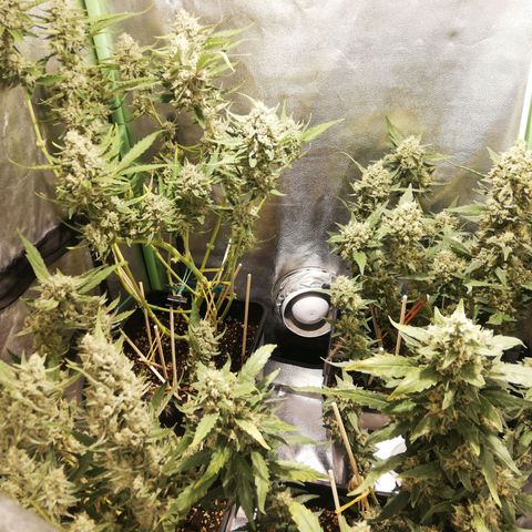 Gelato Auto #1 growlog timeline photo
