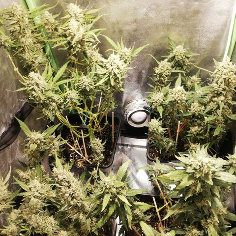Gelato Auto #1 growlog timeline photo