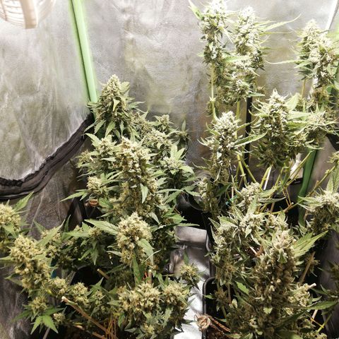 Gelato Auto #1 growlog timeline photo