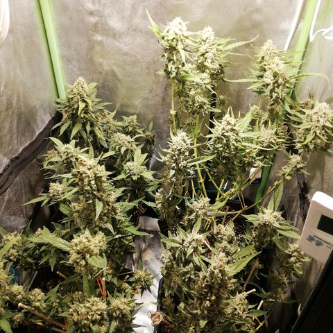 Gelato Auto #1 growlog timeline photo