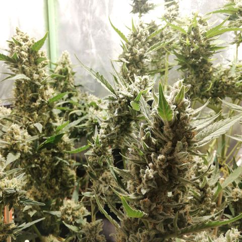 Gelato Auto #1 growlog timeline photo