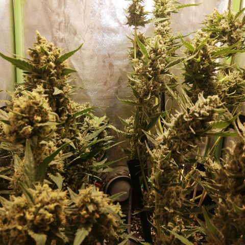 Gelato Auto #1 growlog timeline photo
