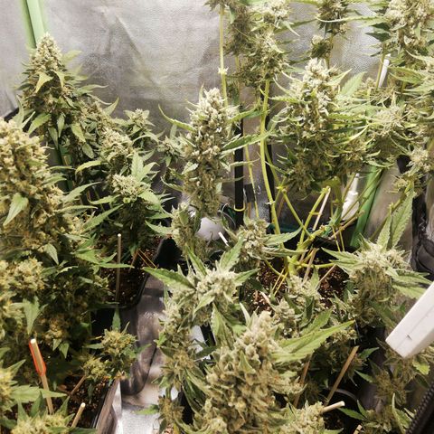 Gelato Auto #1 growlog timeline photo