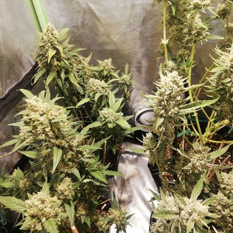 Gelato Auto #1 growlog timeline photo